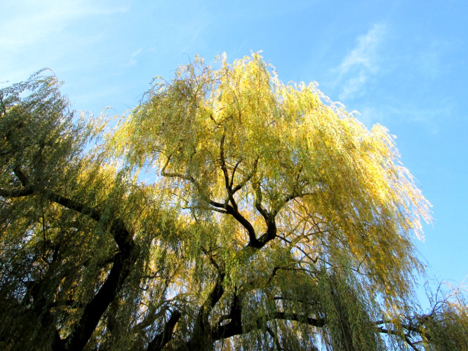 20141122Salix_sepulcralis3