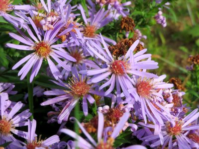 20141013Symphyotrichum3