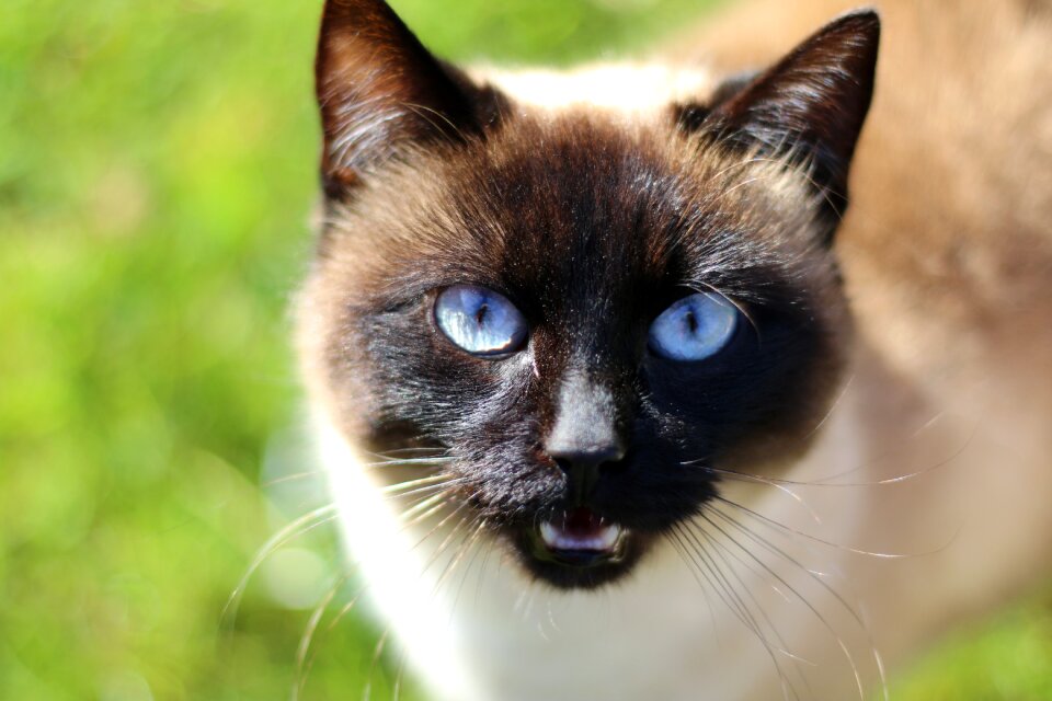 Cat eyes siamese pet