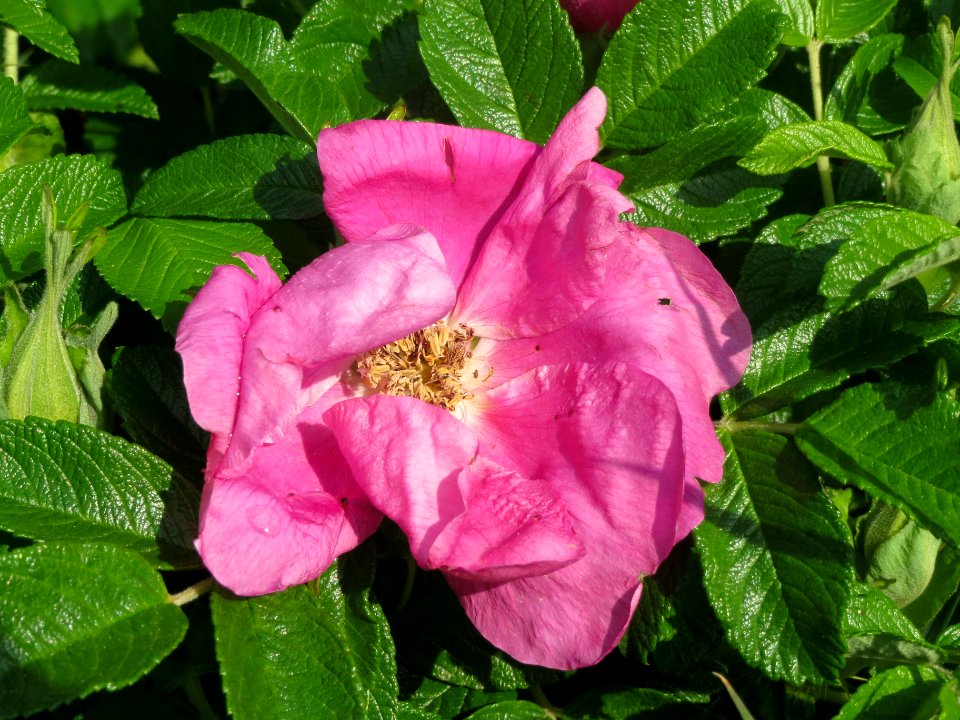 20140426Rosa_rugosa2