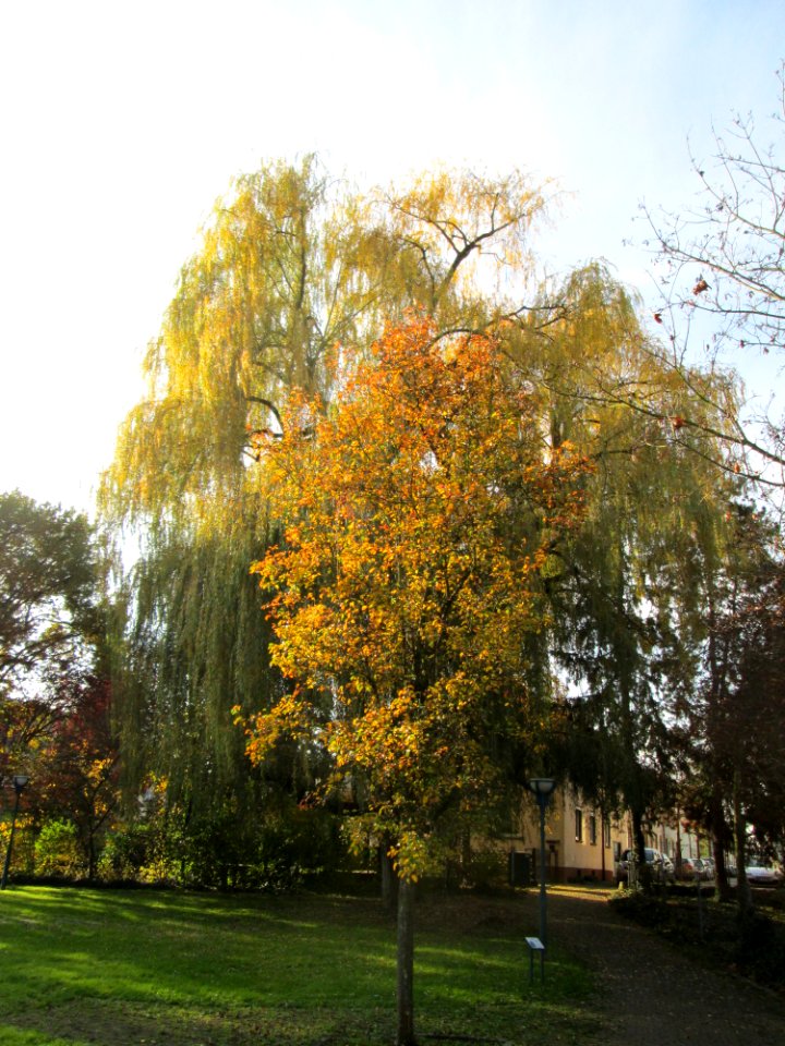 20141122Salix_sepulcralis1