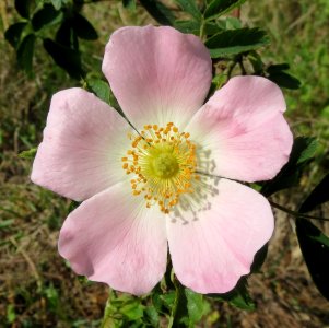 20140430Rosa_canina4_(cropped)