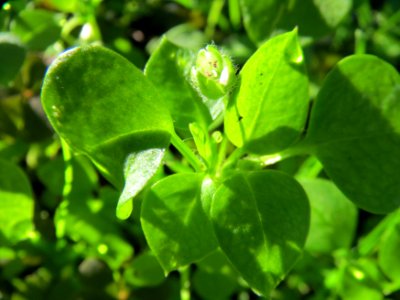 20141011Stellaria_media4