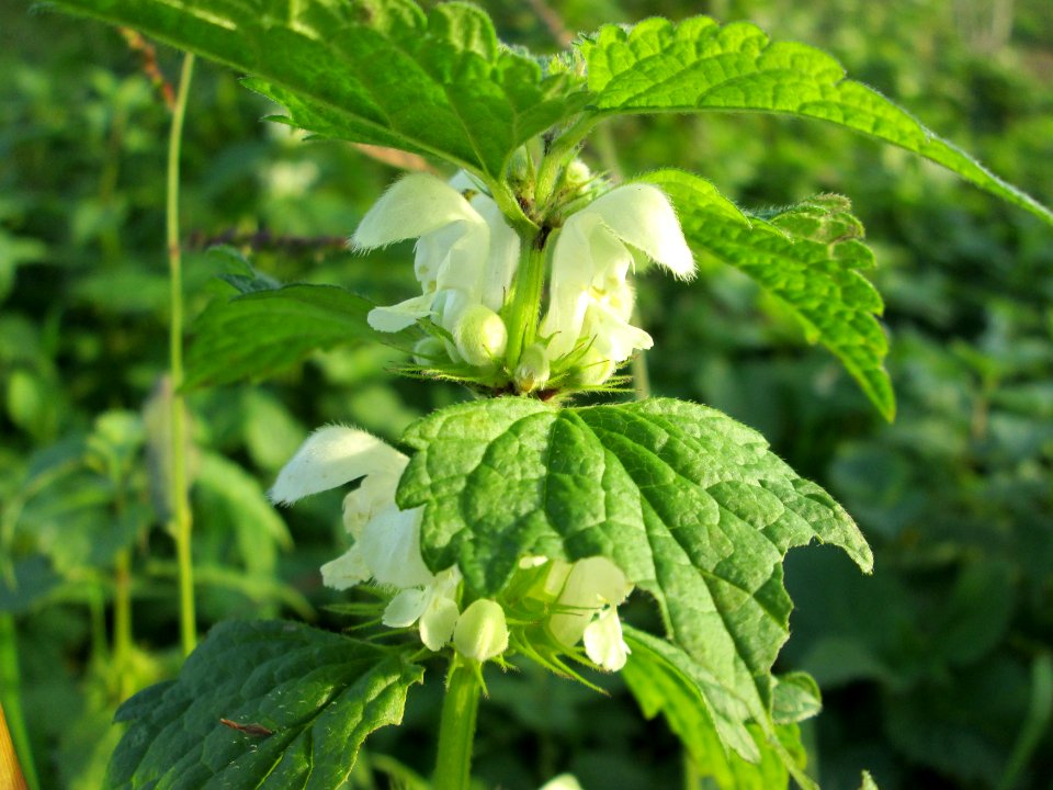 20141123Lamium_album3