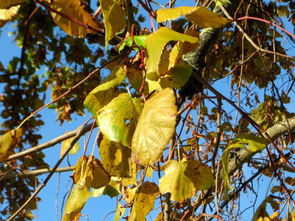 20141011Tilia_cordata2