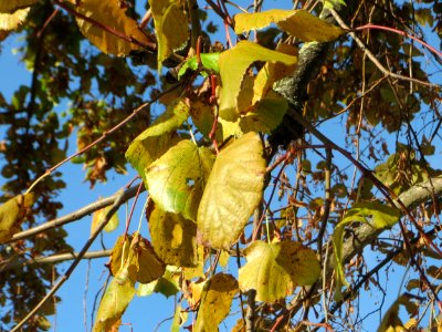 20141011Tilia_cordata2 photo