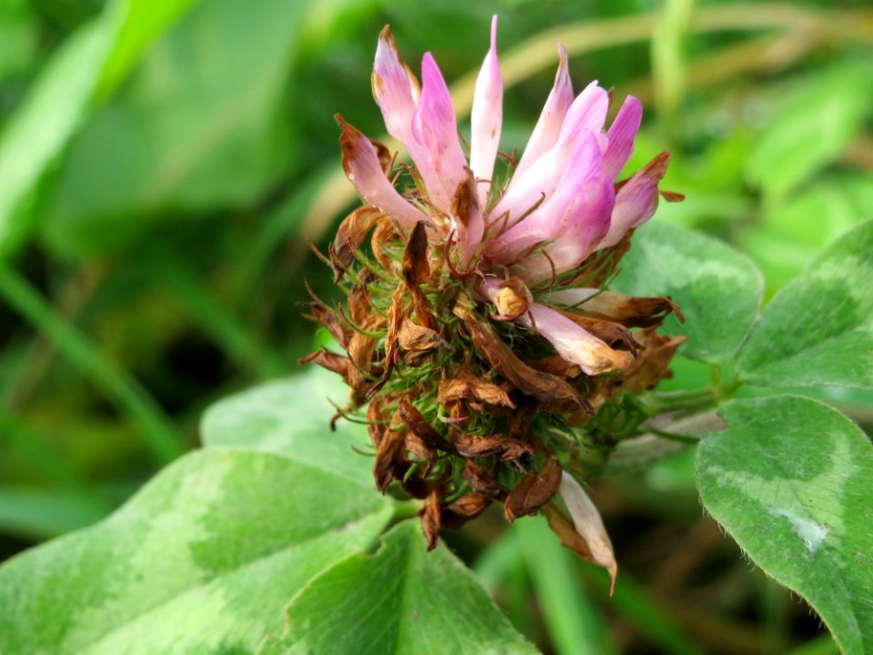 20141013Trifolium_pratense1