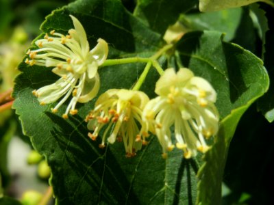 20140606Tilia_cordata4