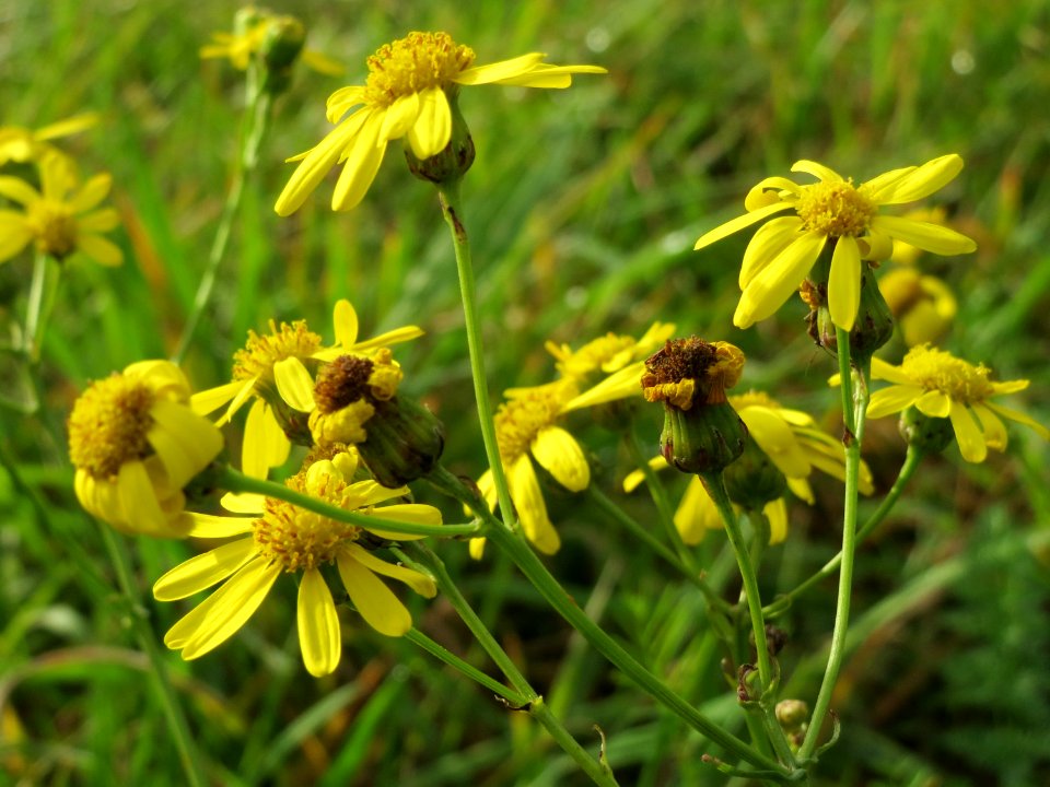 20141013Jacobaea_vulgaris3
