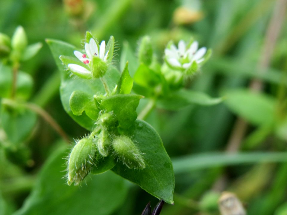 20141013Stellaria_media2