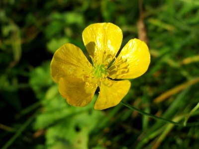 20141003Ranunculus_acris