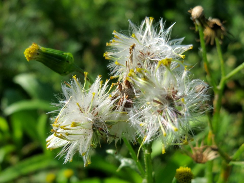 20141013Senecio_vulgaris2