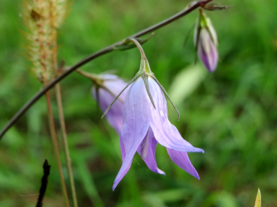 20141013Campanula_rapunculus