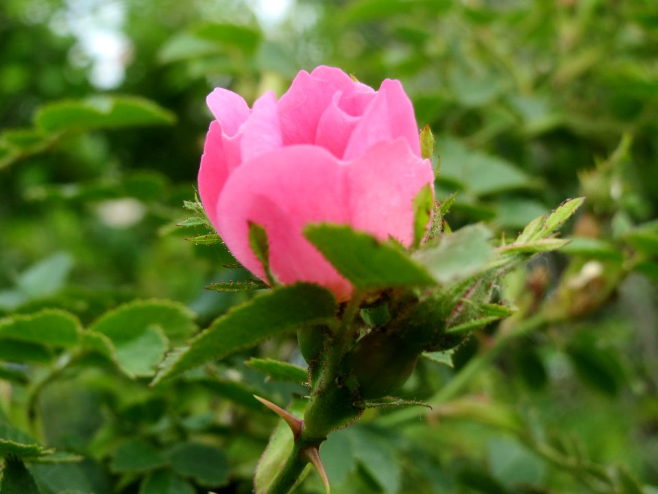 20140515Rosa_rubiginosa3