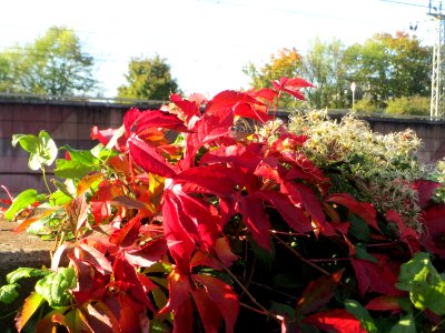 20141011Parthenocissus_quinquefolia04