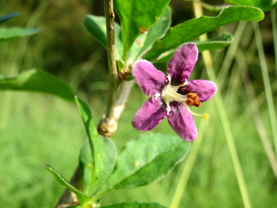 20141012Lycium_barbarum1