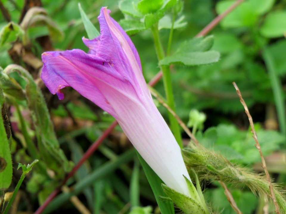 20141013Ipomoea_purpurea2