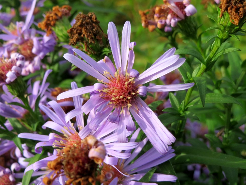 20141013Symphyotrichum5