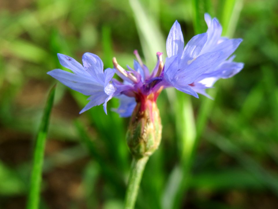 20141013Centaurea_cyanus