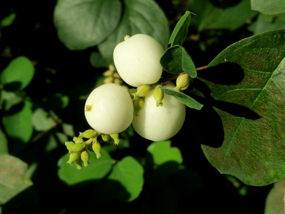 20141003Symphoricarpos_albus1