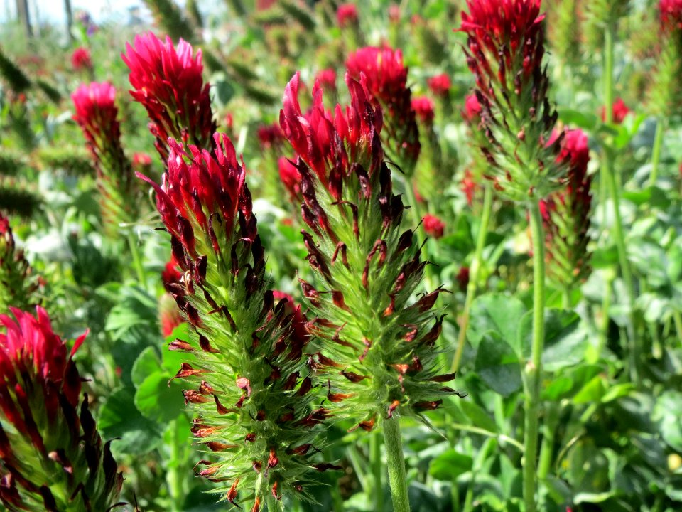 20140505Trifolium_incarnatum2