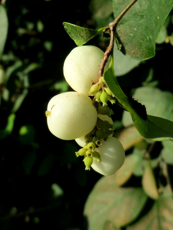 20141003Symphoricarpos_albus2