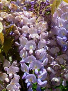 20140504Wisteria_floribunda photo