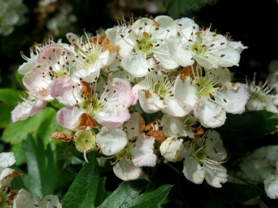 20140507Crataegus_monogyna2