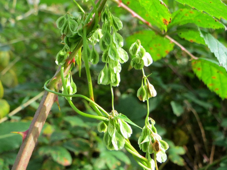 20140928Fallopia_dumetorum1