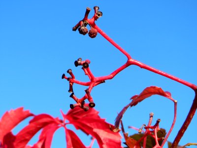 20141011Parthenocissus_quinquefolia06