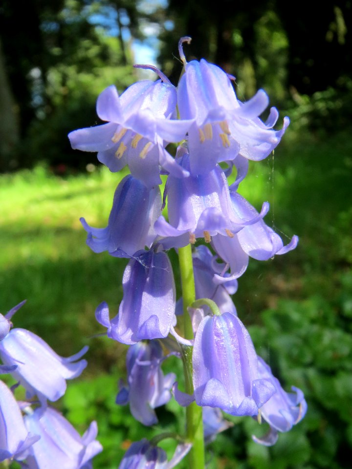 20140504Hyacinthoides_×_massartiana