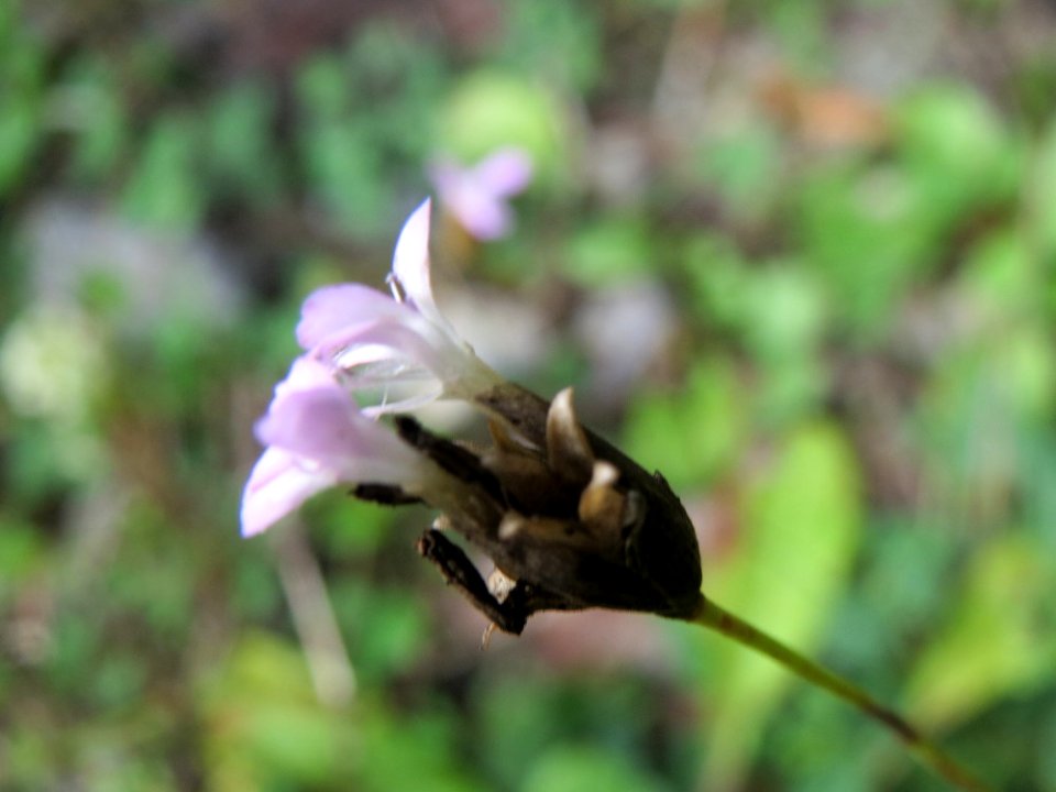20141012Petrorhagia_prolifera1