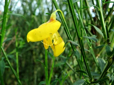 20141013Cytisus_scoparius2