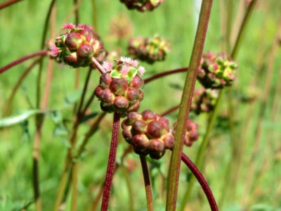 20140505Sanguisorba_minor3