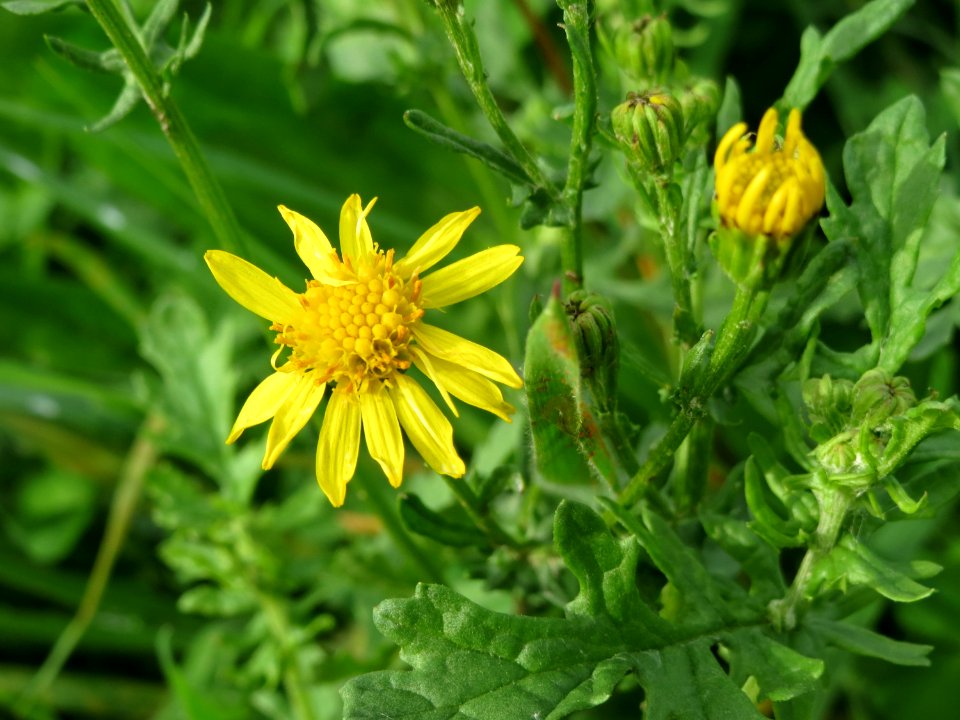 20141013Jacobaea_vulgaris1