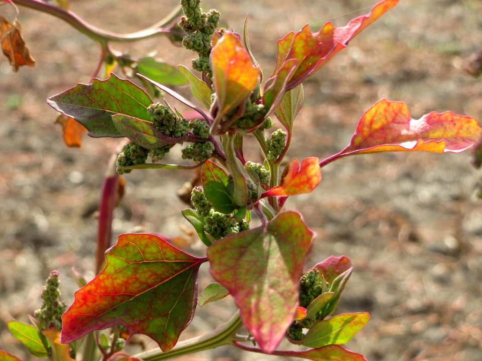 20140928Chenopodium_album1