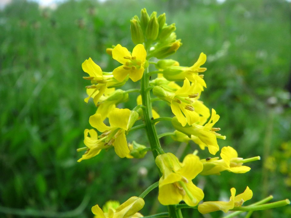 20140507Barbarea_vulgaris1