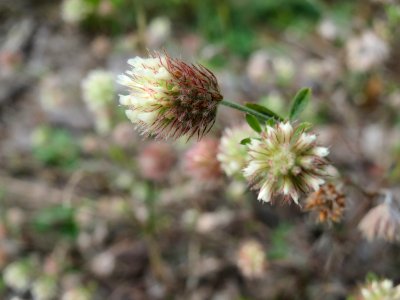 20141012Trifolium_arvense1