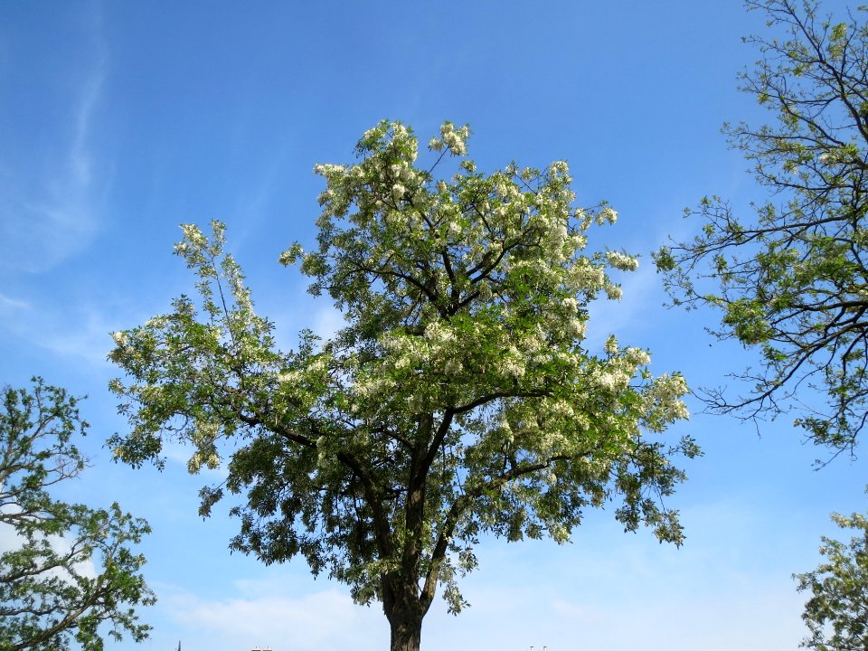 20140430Robinia_pseudoacacia1