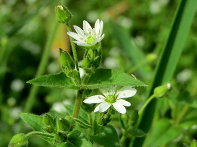 20140928Cerastium_fontanum2