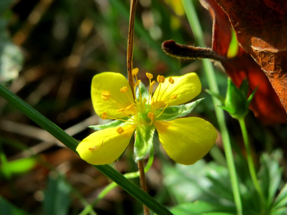 20141012Potentilla_erecta1