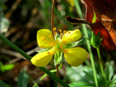 20141012Potentilla_erecta1