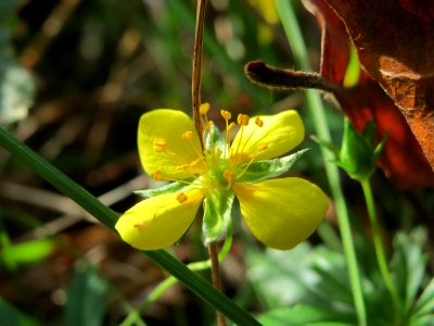 20141012Potentilla_erecta1 photo