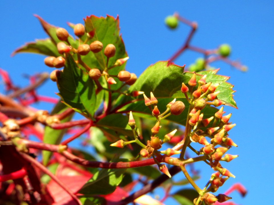 20141011Parthenocissus_quinquefolia09
