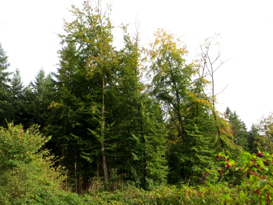 20140928Fagus_sylvatica2