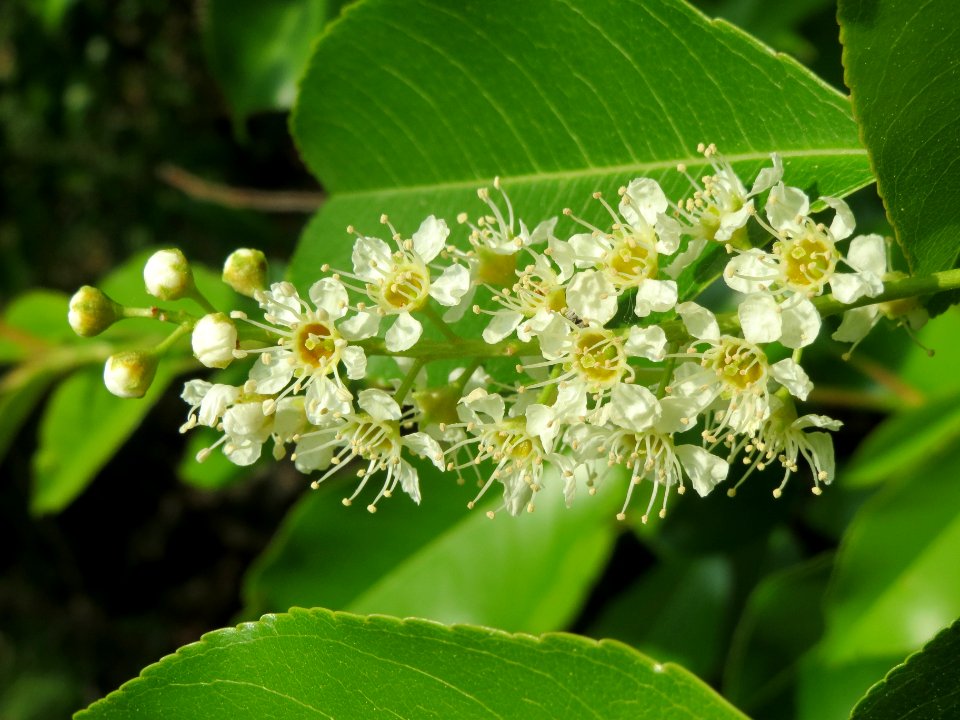20140430Prunus_serotina8
