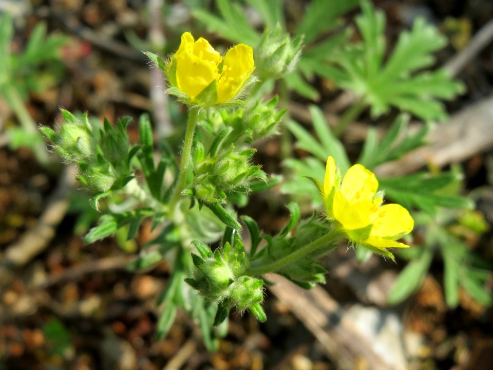 20140430Potentilla_argentea