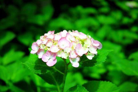 Natural flowers green