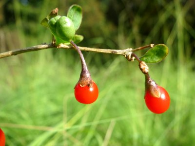 20141012Lycium_barbarum3