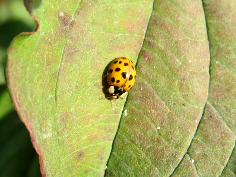 20140928Cornus_sanguinea2
